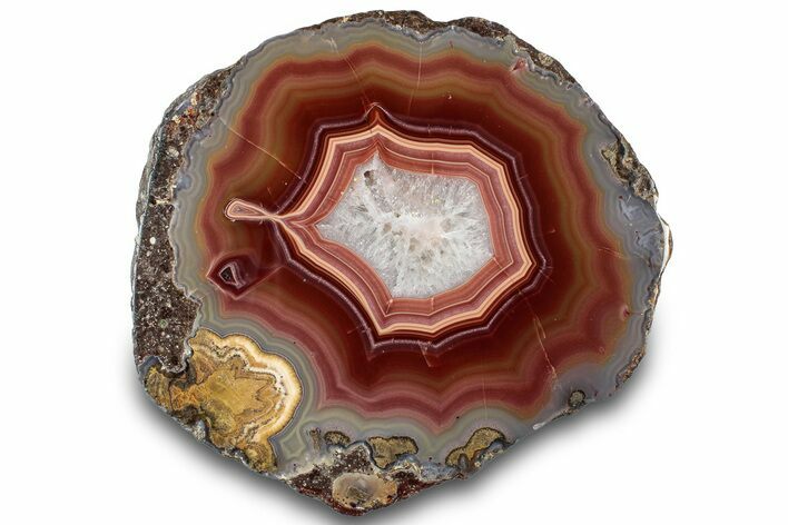 Polished Laguna Agate Half - Mexico #302152